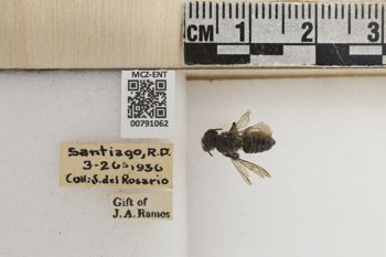 Media type: image;   Entomology 791062 Aspect: Labels
